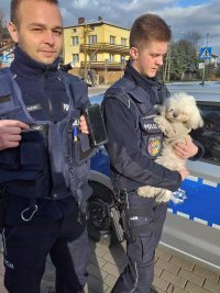 policjanci trzymają zgubionego maltańczyka.