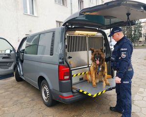 przewodnik psa służbowego wraz ze swoim czworonogiem na tle nowego volkswagena.