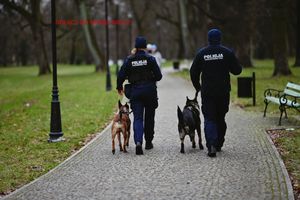 policjanci przewodnicy psów służbowych maszerują z psami.